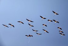 Recovering wetlands fuel growth of flamingo population in Venice