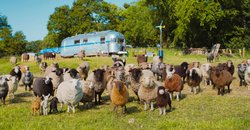 <em>The Sheep Detectives</em> Is More Than Just Fluff